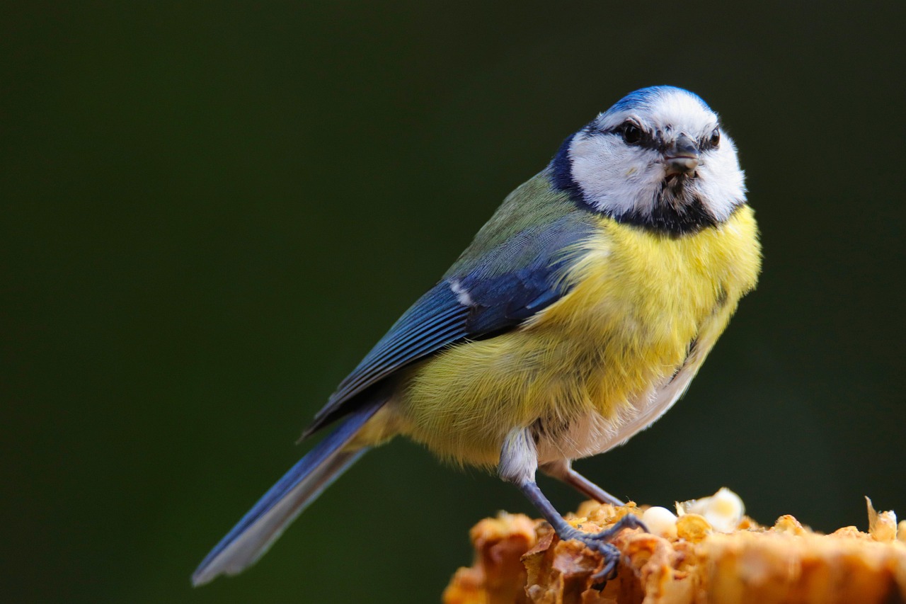 青シジュウカラ 鳥 動物 - Pixabayの無料写真 - Pixabay
