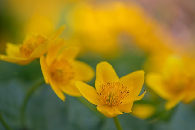Marsh Marigold Flowers Plants - Free photo on Pixabay - Pixabay