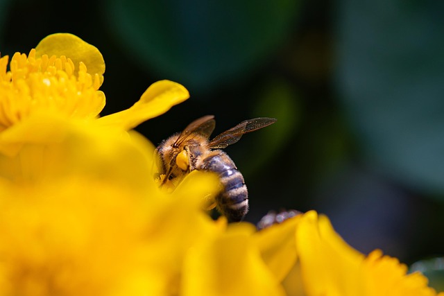 Biene, Insekt, Blumen, Honigbiene
