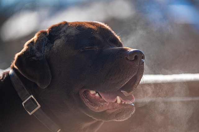 Free Dog Pet photo and picture