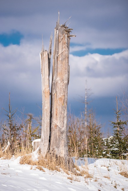 Free Dead Wood Winter photo and picture
