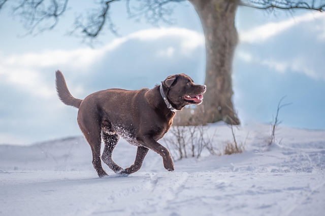 Free Dog Winter photo and picture