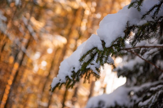 Free Winter Snow photo and picture