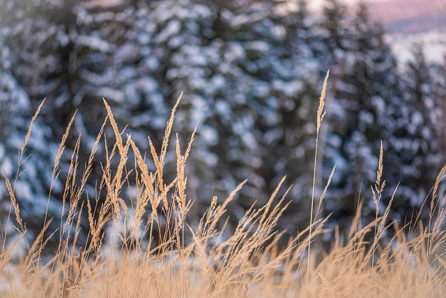 Free Grass Meadow photo and picture