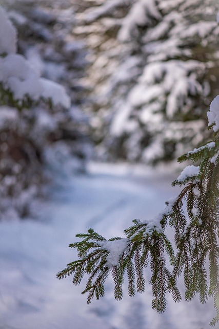 Free Winter Snow photo and picture
