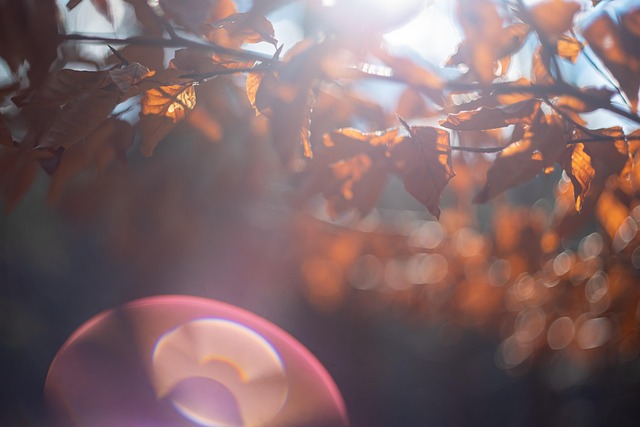 Free Foliage Light photo and picture