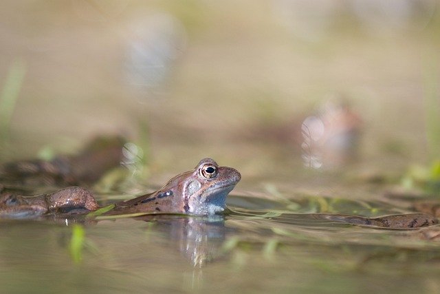 Free Frog Animal photo and picture