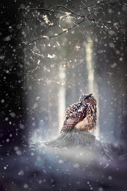 Free Owl Winter photo and picture