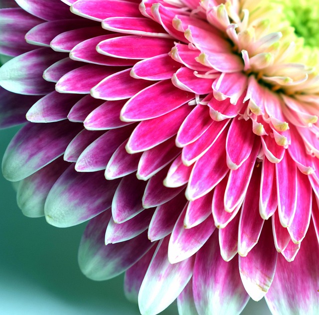 非洲菊 细节 宏 - Pixabay上的免费照片 - Pixabay