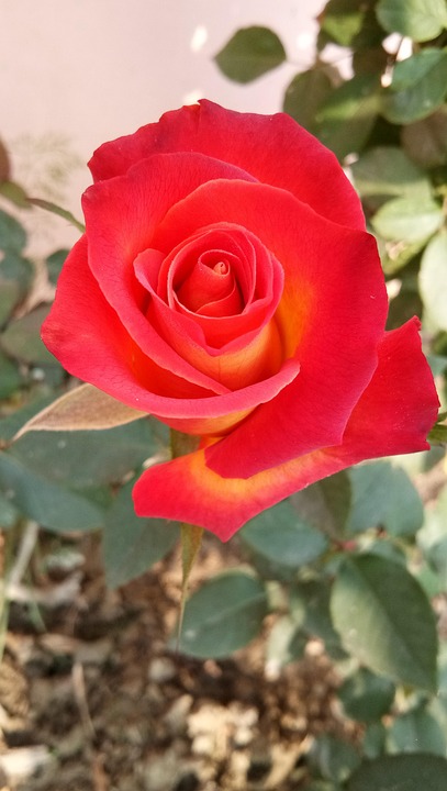 Mooi Roses Mooi Roos - Gratis foto op Pixabay - Pixabay