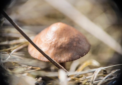 Pilz, Gras, Wiese, Flora, Feder, Natur
