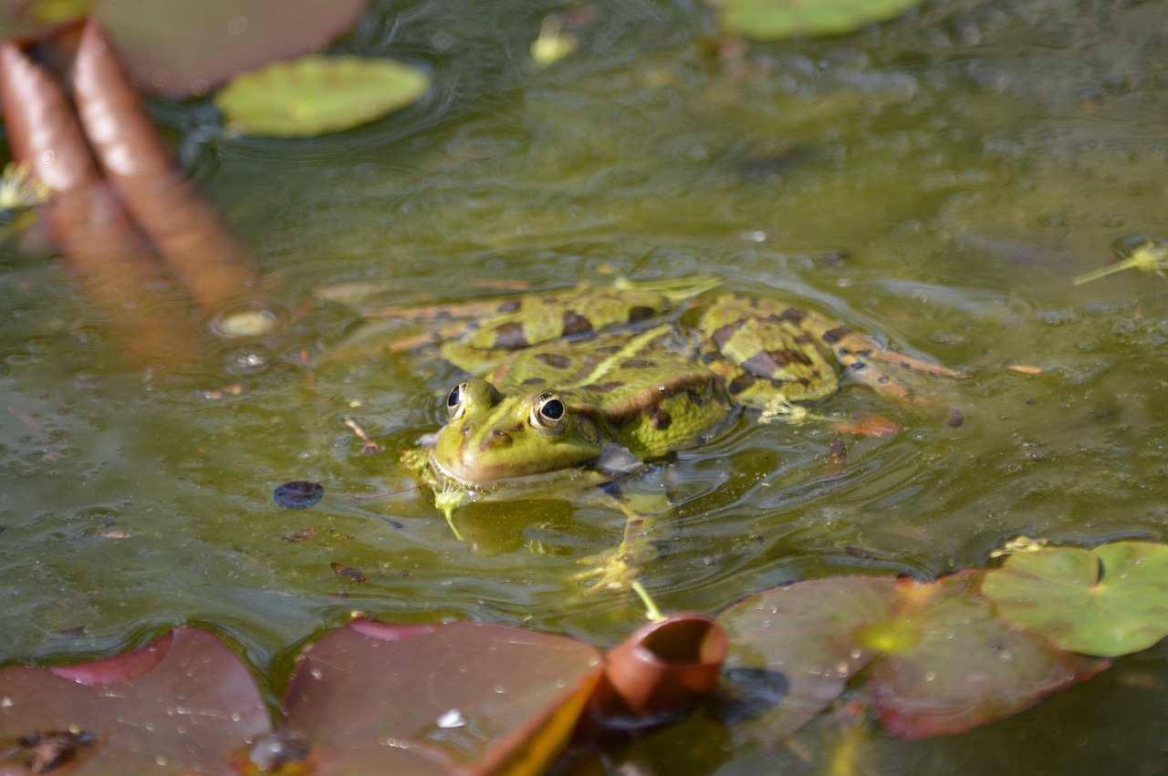 Frog Lily Pads Pond Free photo on Pixabay Pixabay