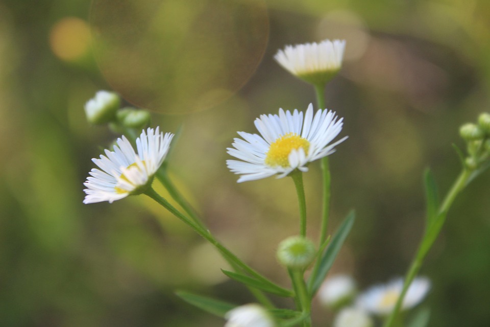 여름 하얀색 자연 - Pixabay의 무료 사진 - Pixabay