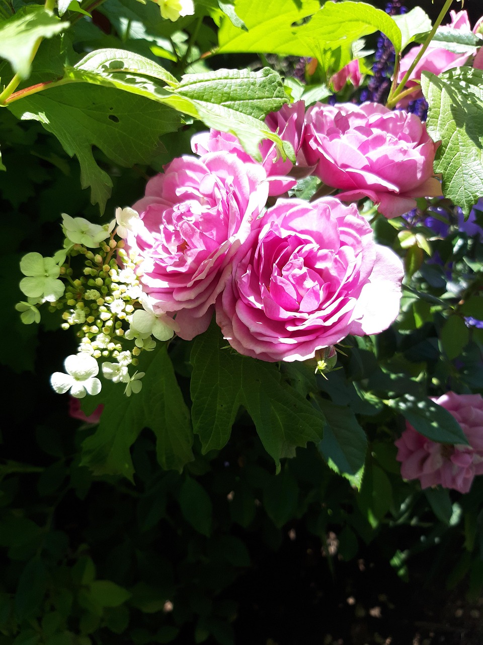 Rose Cranberry Weiß - Kostenloses Foto auf Pixabay - Pixabay