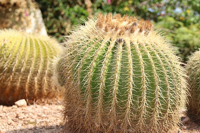 Free Cactus Plant photo and picture