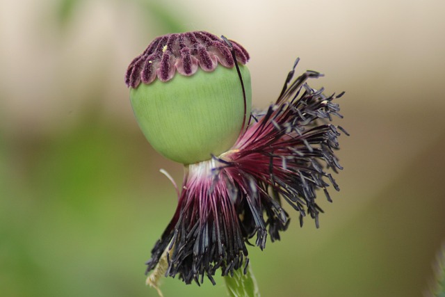 Free Poppy Seed Pod photo and picture