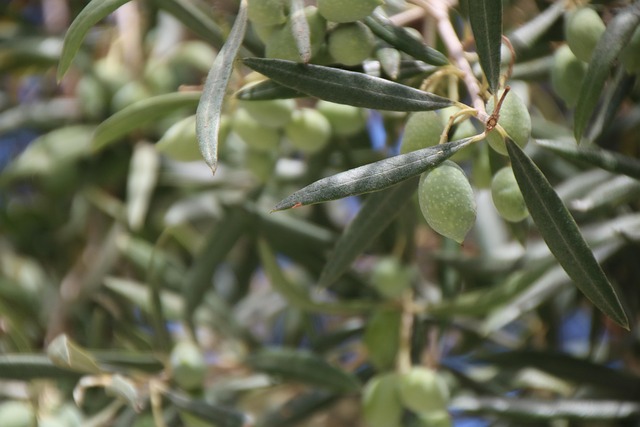 Free Olives Fruits photo and picture