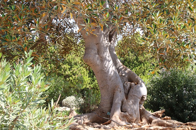 Free Olive Tree Leaves photo and picture