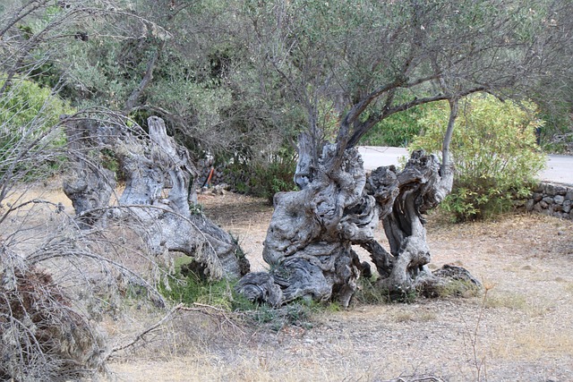 Free Olive Tree Plant photo and picture