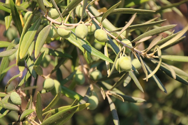 Free Olives Fruits photo and picture