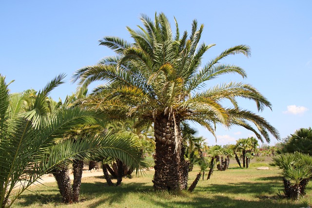 Free Palm Trees Plants photo and picture