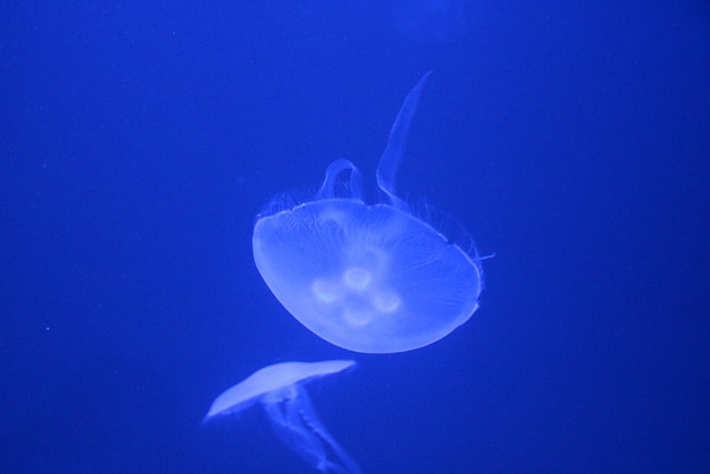 Free Jellyfish Sea photo and picture