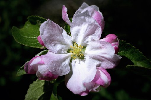 Apfelblüte, Blume, Zweig, Blütenblätter