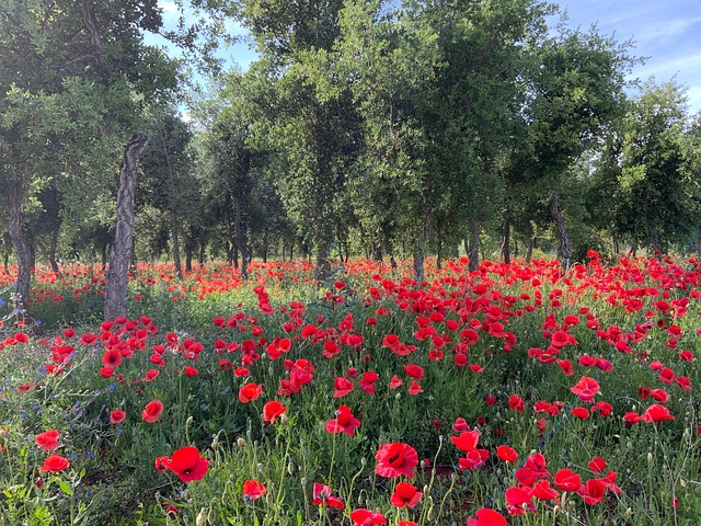 Free Poppies Flowers photo and picture