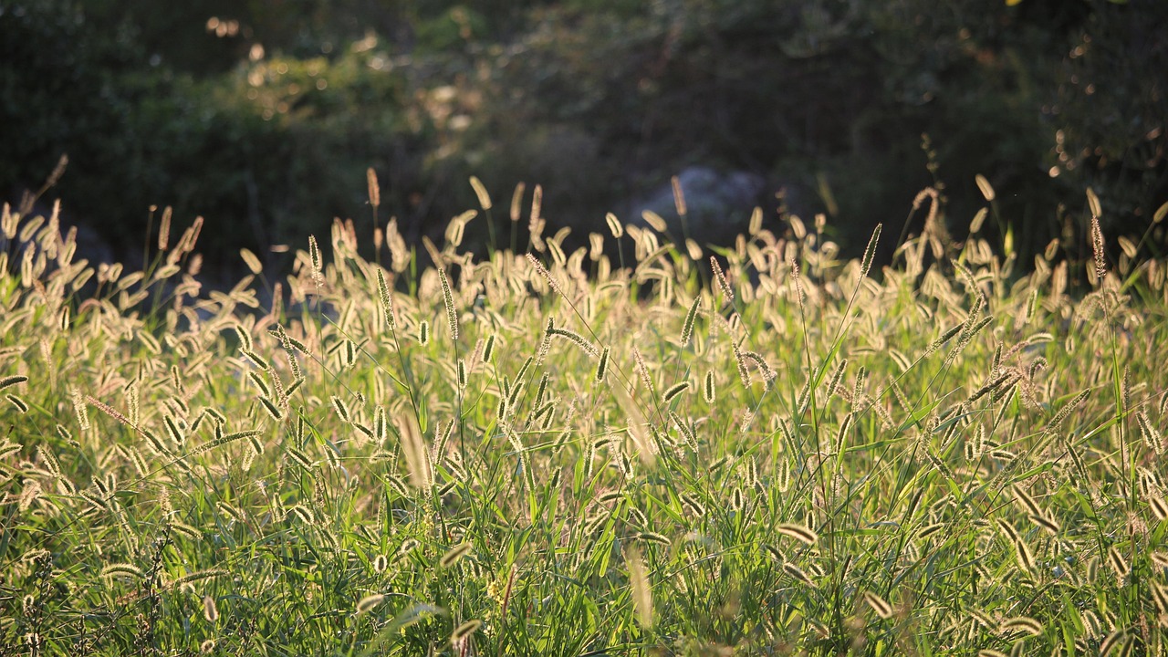 草 植物 草地 - Pixabay上的免费照片 - Pixabay