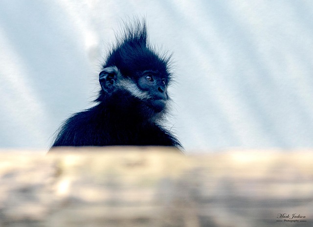 Free Zoo Animal photo and picture