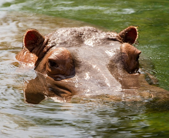 Free Hippo Water photo and picture