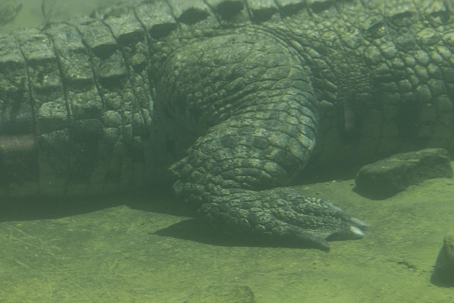 Free Water Alligator photo and picture