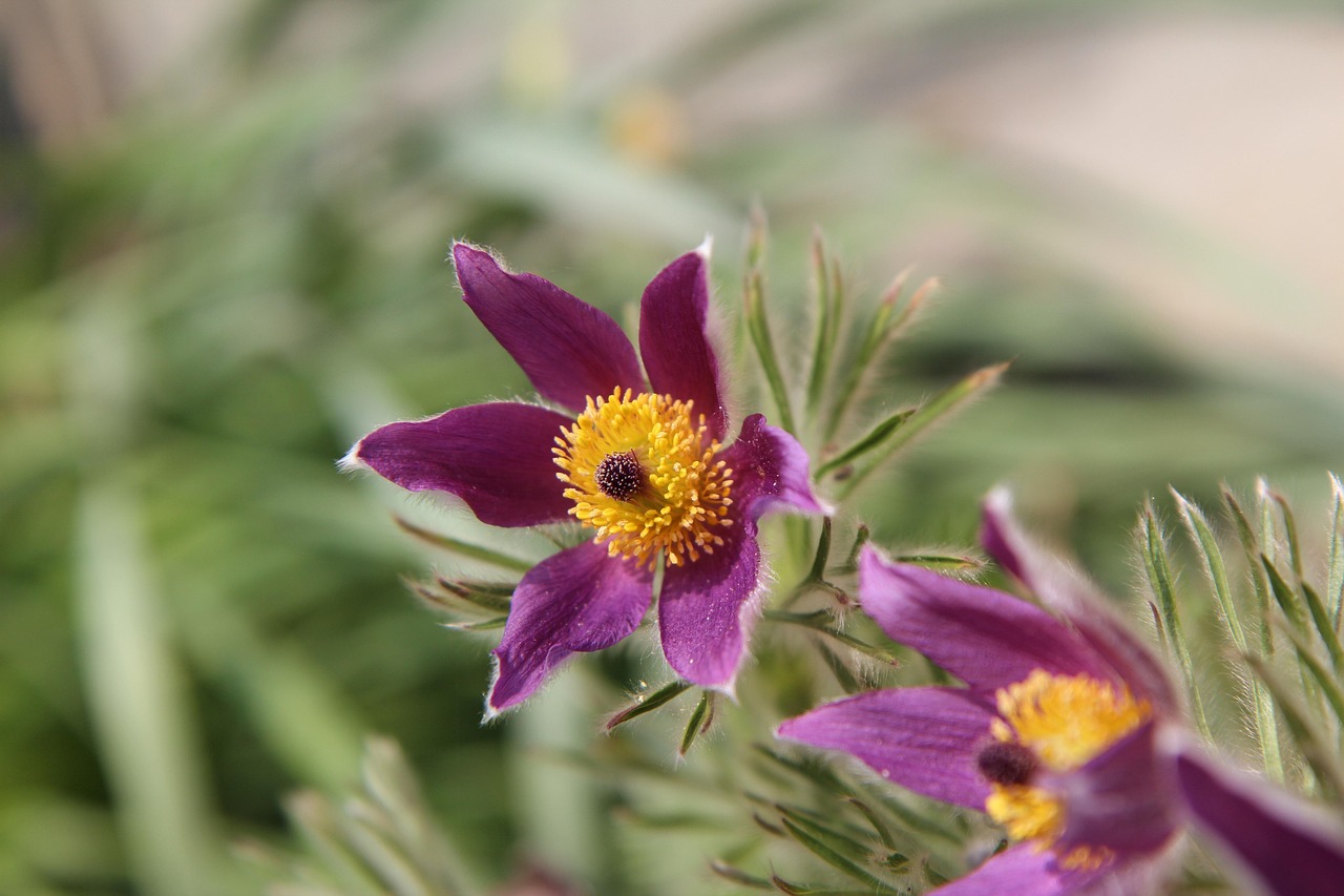 Flowering Floral Flowers - Free photo on Pixabay - Pixabay