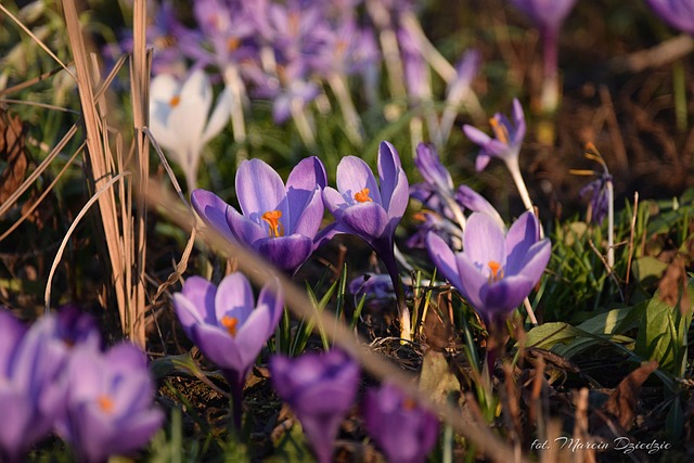 Free Flowers Flower photo and picture