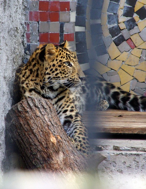 Free Wild Cat photo and picture