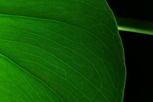 Free Leaf Leaf Vein photo and picture