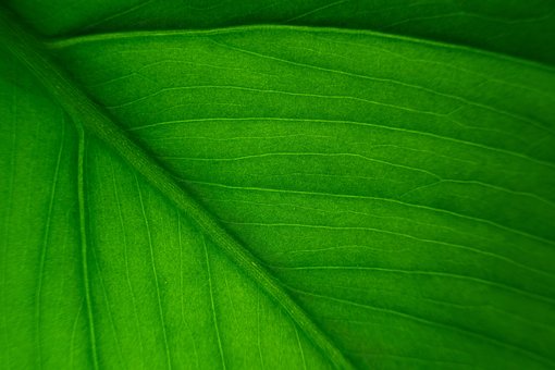 Free Leaf Leaf Vein photo and picture