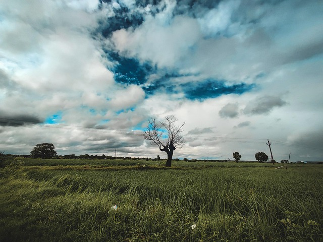 Natur, Youtube, Traurig, Baum, Schweigen