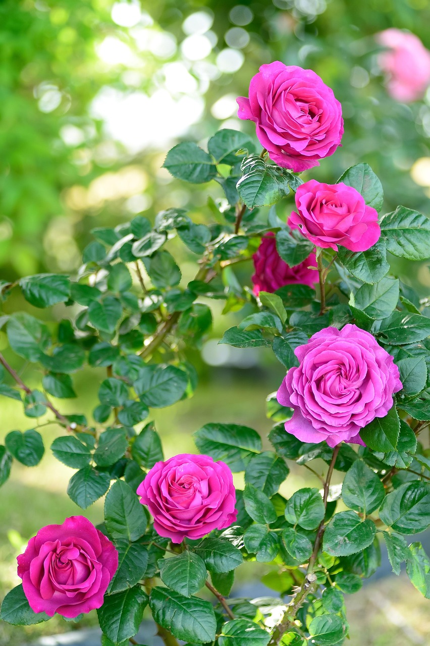 Naturel Plante Fleurs Photo gratuite sur