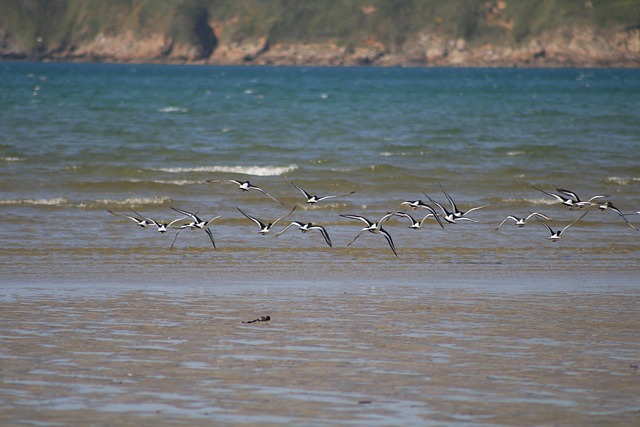 Oiseaux De Mer Bretagne