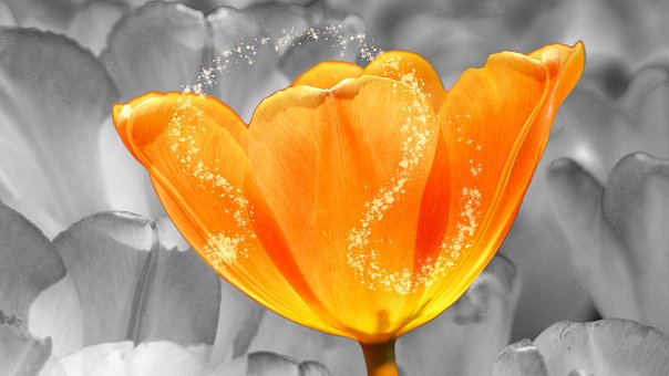 Free Flower Bloom photo and picture