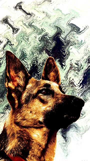 Free German Shepherd Dog photo and picture