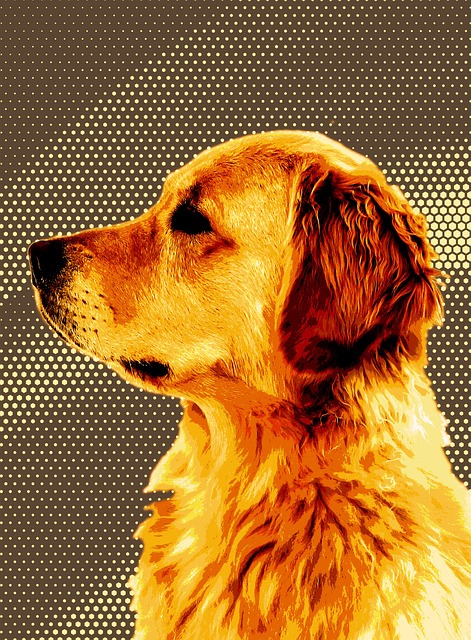 Free Labrador Dog photo and picture