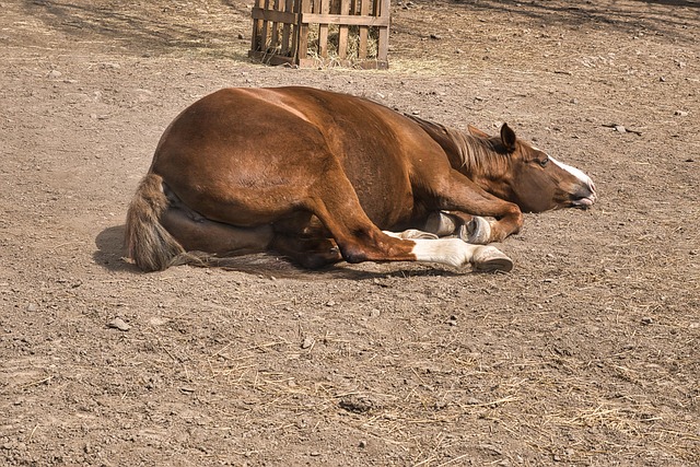 Free Animals Horse photo and picture
