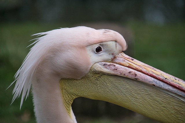 Free Pelican Bird photo and picture