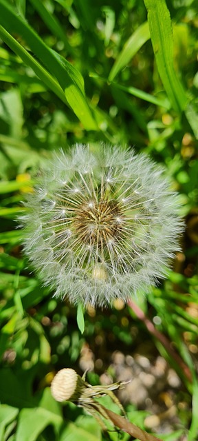 Free Dandelion Spring photo and picture