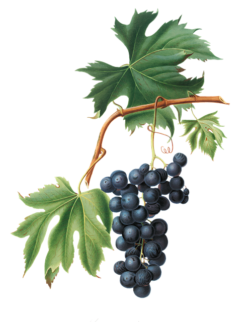 Free grapes fruit vine illustration