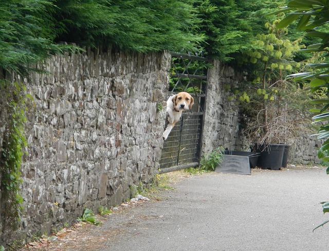 Free Dog Being photo and picture