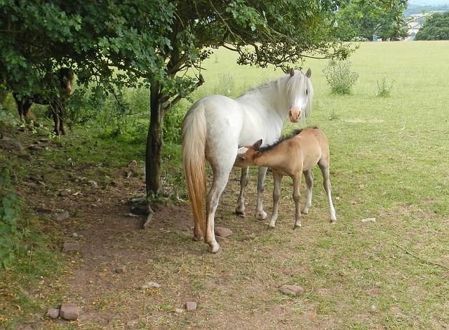 Free Pony Having photo and picture