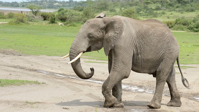 Free Elephant Safari photo and picture